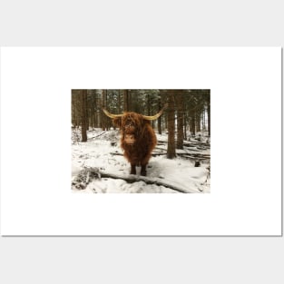 Scottish Highland Cattle Cow 2185 Posters and Art